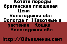 Котята породы британская плюшевая › Цена ­ 3 000 - Вологодская обл., Вологда г. Животные и растения » Кошки   . Вологодская обл.